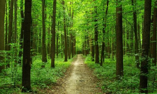 Grunderwerbsteuer: Erwerb von Waldflächen